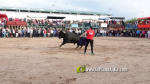 Les Alqueries tanca el cap?tol taur? de les festes de la Verge del Xiquet Perdut