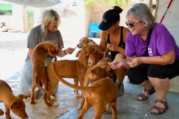 L'Alcora celebra la V Feria de Adopcion para fomentar la adopcion responsable y el bienestar animal