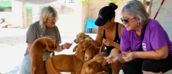 L'Alcora celebra la V Fira d'Adopci per fomentar l'adopci responsable i el benestar animal