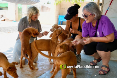 L’Alcora celebra la V Feria de Adopción para fomentar la adopción responsable y el bienestar animal