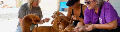 L’Alcora celebra la V Feria de Adopción para fomentar la adopción responsable y el bienestar animal