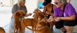 l-alcora-celebra-la-v-feria-de-adopcion-para-fomentar-la-adopcion-responsable-y-el-bienestar-animal