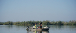 La CHJ estudia cantidad de especies y ejemplares de peces en lago de l'Albufera