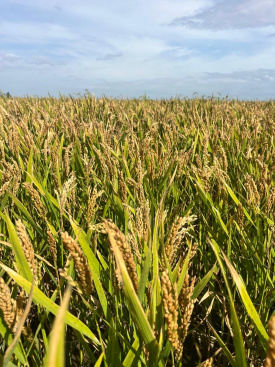 Arroceros valencianos demandan mayor transparencia en el etiquetado de arroz