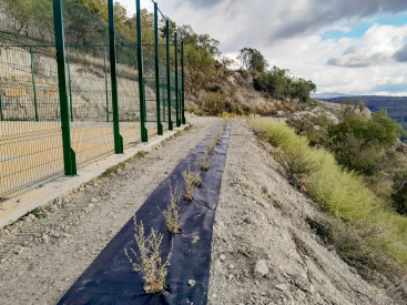 El Ayuntamiento de Morella mejora los alrededores de la pista deportiva y exterior del polideportivo