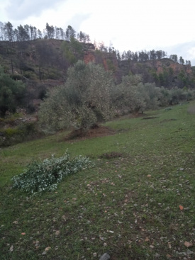 Montán apuesta por el oleoturismo con su oliva autóctona como protagonista