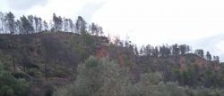 montan-apuesta-por-el-oleoturismo-con-su-oliva-autoctona-como-protagonista