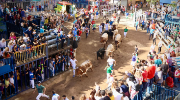 La Fira d'Onda reafirma su liderazgo taurino con el encierro de Guarismo 2 y los toros de Murteira Grave y Palha