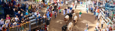 La Fira d'Onda reafirma su liderazgo taurino con el encierro de Guarismo 2 y los toros de Murteira Grave y Palha