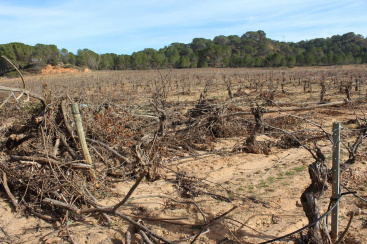 La recuperacion agraria tras la catastrofe es desigual