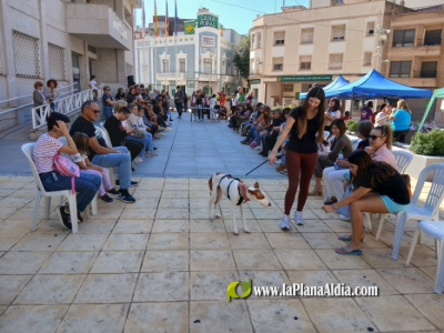 Gran éxito de la V Feria de Adopción de Alcora con numerosas asociaciones animalistas