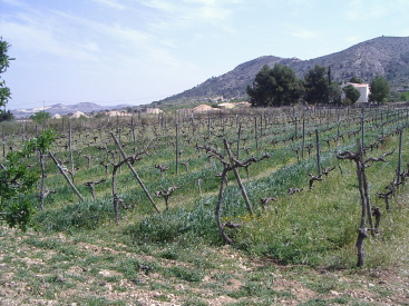 Malestar en el sector ecologico de la Comunitat Valenciana por los costes elevados y la burocracia excesiva