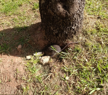 Vecinos de Castelló denuncian la presencia de ratas y acumulación de basuras en los parques infantiles