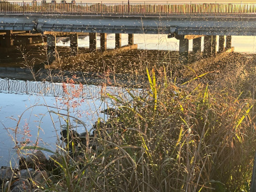 Plaga de mosquitos invaden la zona litoral de Castell