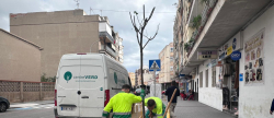 Burriana impulsa la renaturalització urbana amb la plantació de 47 nous arbres a les Rondes Panderola i Pere IV