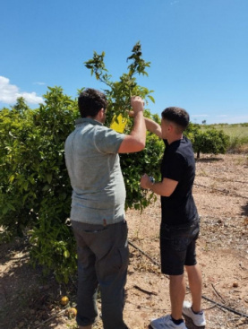Charla sobre caros, Moscas blancas y Trips de Sudfrica en Vila-real