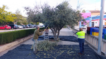 EL AYUNTAMIENTO DE ALMENARA RECOLECTA 1.413 KG DE OLIVAS PARA ELABORAR ACEITE DESTINADO A LA ESCUELA INFANTIL MUNICIPAL