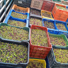 Fotografia /Galeria/2025/11/252961_163321/3_M1.jpg