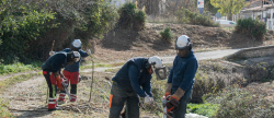 Trabajos de desbroza forestal en el lecho del barranco del Hostal Nou en Morella