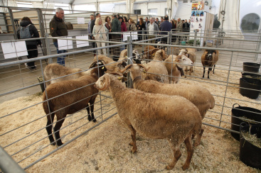 La Fira de Sant Andreu de Cabanes comienza con formacin y divulgacin del sector agrario