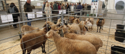 La Fira de Sant Andreu de Cabanes comienza con formacin y divulgacin del sector agrario