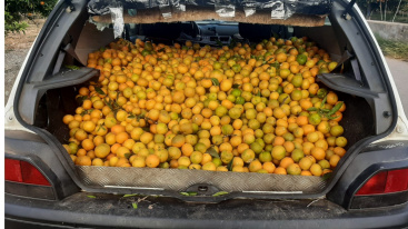 La Polica Local de Burriana evita el presunto robo de 150 kilogramos de mandarinas gracias a la colaboracin ciudadana