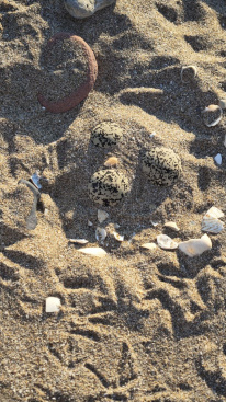 Fotografia /Galeria/2025/12/253733_163940/5_M1.jpg