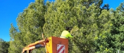 Sant Jordi apuesta por un innovador tratamiento biolgico contra la procesionaria anticipndose al calor