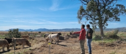 Milloren el projecte de ramaderia extensiva a Torreblanca
