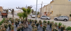 San Rafael del Ro se prepara para una primavera llena de color con la plantacin de ms de 300 plantas en espacios pblicos