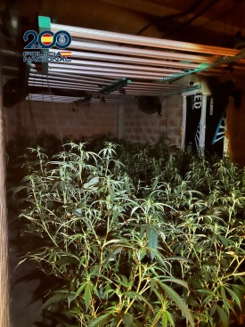 Desarticulan grupo criminal dedicado al cultivo de marihuana en la zona de levante