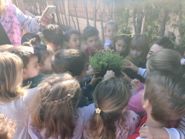 Más de cien alumnos participan en la plantación de especies aromáticas en Almenara