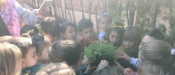 Ms de cien alumnos participan en la plantacin de especies aromticas en Almenara