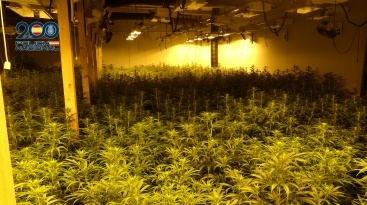 Desarticulada una organización criminal dedicada al cultivo de marihuana en Teruel y Castellón