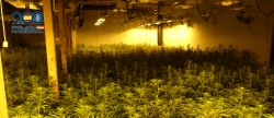 Desarticulada una organizacin criminal dedicada al cultivo de marihuana en Teruel y Castelln