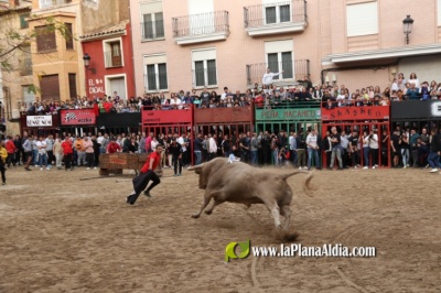 Pascua Taurina alcorina con cerriles, encierro con caballos, gastronomía y música