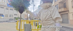 Enjambre de abejas en plena plaza del Ayuntamiento de Alcora