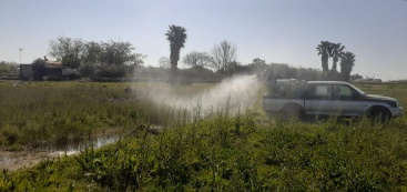 Castellón intensifica la lucha contra los mosquitos en diversas zonas de la ciudad