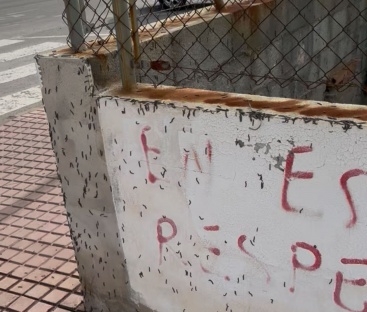 Queixes veïnals per una plaga de cucs a l'Àrea 6 de la Vall d'Uixó
