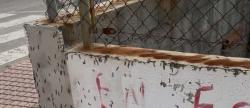 Queixes venals per una plaga de cucs a l'rea 6 de la Vall d'Uix