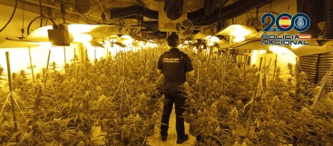 Desmantelan una plantación de marihuana en Vila-real y detienen a un varón
