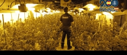 Desmantelan una plantacin de marihuana en Vila-real y detienen a un varn