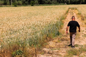 Buenas noticias para los productores de cereales en la Comunitat Valenciana