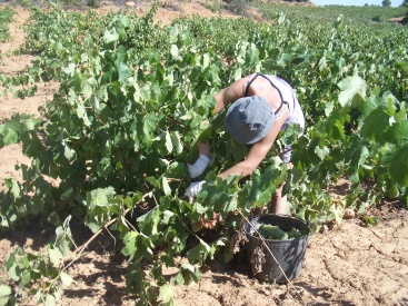 Recorte en apoyo a trabajadores agrarios temporeros en Valencia
