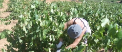 Recorte en apoyo a trabajadores agrarios temporeros en Valencia
