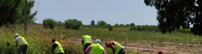 Burriana inicia la selecci de les 65 persones per a combatre l'atur agrari que condicionaran i milloraran camins rurals, edificis pblics i l'entorn de la Torre Carabona