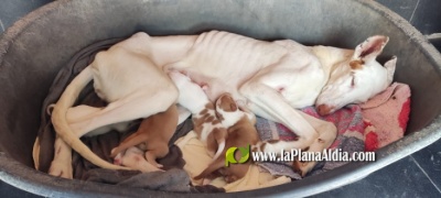 El caso de los 40 perros maltratados en l�Alcora pasa a la v�a penal: el Seprona investiga los hechos