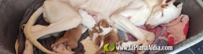 El caso de los 40 perros maltratados en l’Alcora pasa a la vía penal: el Seprona investiga los hechos