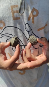Localizan una tortuga autctona en el Barranc de Barxeta