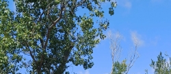 Burriana refuerza la prevencin de incendios con la poda y retirada de material seco en el Clot